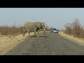 African Elephant herd crossing the road.