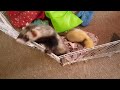 Mission Impossible Ferret