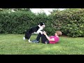 Rory the Border Collie - Tricks 2019