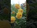 super roses in the garden# які ж вони красиві😍😍😍