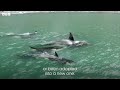 Orca released from captivity thrives in the wild | Behind the Scenes of Frozen Planet II | BBC Earth