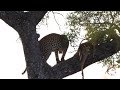 SOLO CAMPING EP5 : KRUGER PARK + EPIC WILDLIFE ENCOUNTERS - FINAL EPISODE  #lions #knp #leopard
