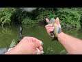 Fly fishing for early morning bluegill