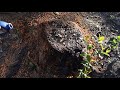 How To Kill A Tree Stump (THE BEST DIY WAY)