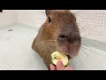 【Capybara】Tonkatsu-kun's 1st birthday! A birthday plate is presented!