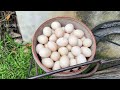 How to Raise 2000 Muscovy Ducks for Eggs - Muscovy Duck Farm