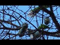 Parrots eating cotton fruit