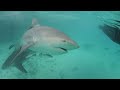 8 Foot Bull Shark Attacks Diver