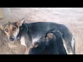 Breastfeeding puppies - Videos cute dog bady