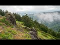 Marys Peak Wildflowers And Fog -  June 2024