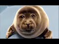 Sad seal part 8