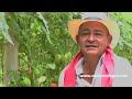 Como producir tomate organico