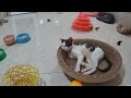 You Laugh You Lose😹Funniest Dogs and Cats 2024😻🐶