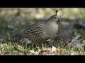 California quail call & sound!