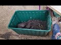 Tour of the balcony garden, making my own potting mix, and potting up cacti.