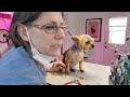 Small dog grooming TIPS full groom (small dog grooming yorkie terrier)