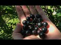 Дачные дела: что растет, что цветет, урожай / Green gardening in summer house in Belarus The harvest