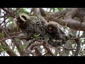 From The Amazon to Africa - The Secret Codes of Monkey Life | Full Wildlife Documentary