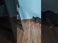 KITTEN SEES HIMSELF FOR THE FIRST TIME.