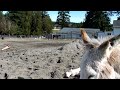 Oregon Donkey Sanctuary parade 3-8-24