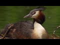 The Sava Floodplains - Croatia's secret paradise | Full Documentary