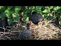 Eurasian Coot family with 7 chicks