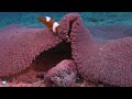 Calming Coral Reef Aquarium Collection 4K (ULTRA HD) - Best Relax Music • Sleep Music #4