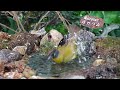 Cat TV | Dog TV! 4HRS of Soothing Birdbath with Birds Chirping for Separation Anxiety, No Loop! A149