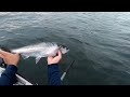 First Salmon Of 2024||Kayaking fishing Puget Sound||
