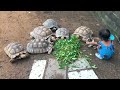 Cute Girl Playing with Adorable Sulcata 🐢 Double the Cuteness! - Sulcata