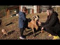 Alpaca in Val Brembana