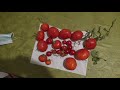 Fraiche la récolte de Tomates D'hiver. Petite nouvelle de la serre.