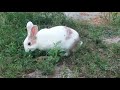 Bunny Enjoying Rainy Green Garden Grass