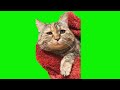 Cat Meme Collection 1: 100 Permanent Collection! Green Back (SpaceCat Green Back Screen)