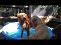 Bauer and Mercy playing on the Deck