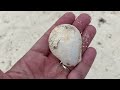 The Dry Tortugas. Beachcombing, snorkeling and finding seaglass!