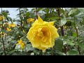 【4K】谷津バラ園（千葉県）2024年5月14日の様子  May 14,2024　Spring roses　Japanese rose garden