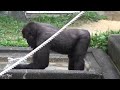 シャバーニ プールでハイテンション☆Shabani of pool ☆ highest