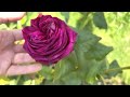 English Rose Garden Tour 2023 | First Flush - Part 2 - Shrubs - Ramblers - Climbers - Hybrid Teas