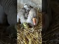 The Goose, Tilly’s first gosling hatched!