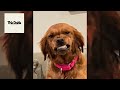Try Not to Laugh CHALLENGE | To Funny Dogs