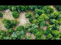 Discover Sherwood Forest’s Rich History from Above, Stunning 4K Drone Footage of Robin Hood’s Realm