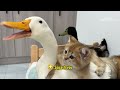 The duck bullied the big black cat, but in the end the kitten conquered the duck!🤣So funny and cute