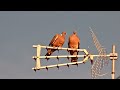 Uccelli che si spulciano a vicenda con soddisfazione! #dwarflab