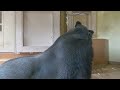 Silverback Gorilla is Always Worried About His Restless Daughter | The Shabani's Group