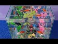 cute animal collection, finfish, koi fish, comet, chef, stingray, snail, turtle, snake,frog,goldfish