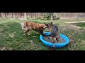 German Shepherd Hektor and Golden Retriever Django having a Summertime Pool Party in Sandpoint Idaho