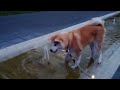 Ayu - Akita Inu (6 months old) counting fountains