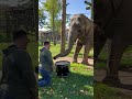 Adorable Elephant Learns to Play Drums! 🐘🥁