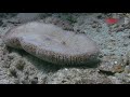 Необычные существа / Strange Creatures Of The Batangas Sea | HD |